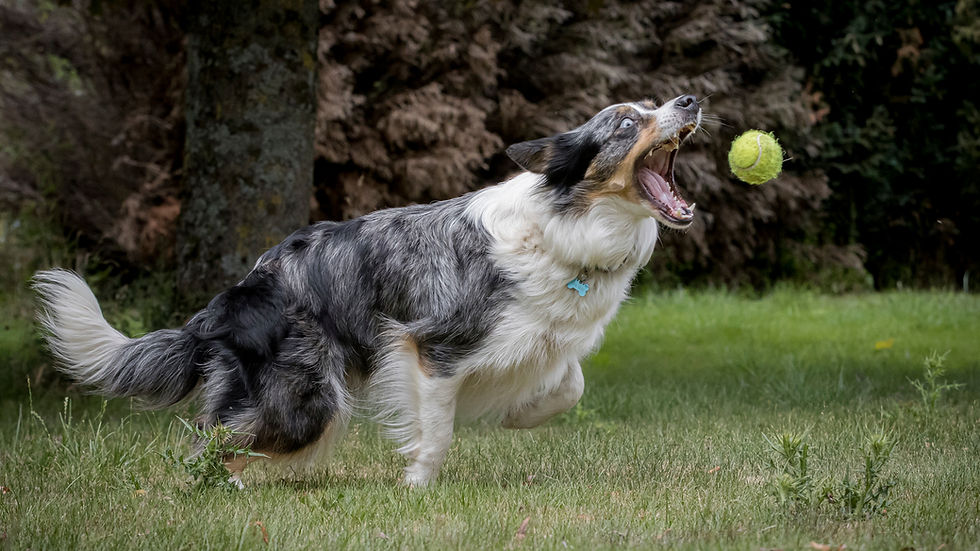 Séances photos pour chiens à Naninne (Namur)