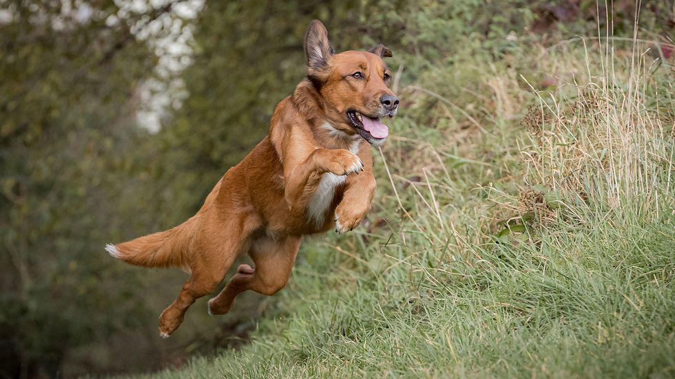 Séances photos pour chiens à Woluwe (Bruxelles)