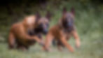 Séances photos de chiens au Donjon d'Alvaux (Walhain)