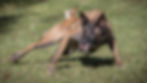 Séances photos pour chiens à Woluwe (Bruxelles)