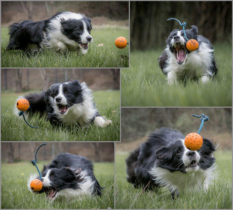 Plongez dans la magie d’une séance photo avec votre chien !