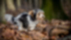 Séances photos pour chiens à Woluwe (Bruxelles)