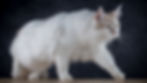 Séances photos pour chats à Bouge (Namur)