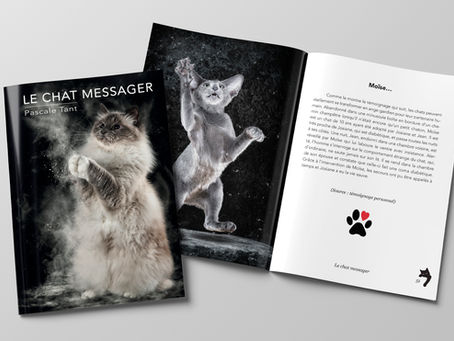 Le chat messager