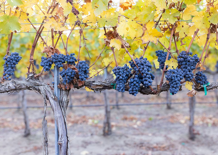 Harvest_Fruit_Picking_Lawrence Familly_Vineyard_Royal Slope (4).jpg