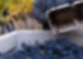 Harvest_Fruit_Picking_Lawrence Familly_Vineyard_Royal Slope (15).jpg