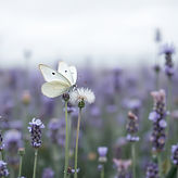 white butterfly on blowing dandelion in lavender field. color scheme is white, gray, laven