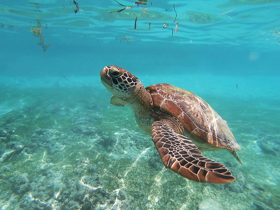 Sea turtle swimming in clear blue ocean water over a rocky seabed, showcasing its patterned shell and serene underwater setting.