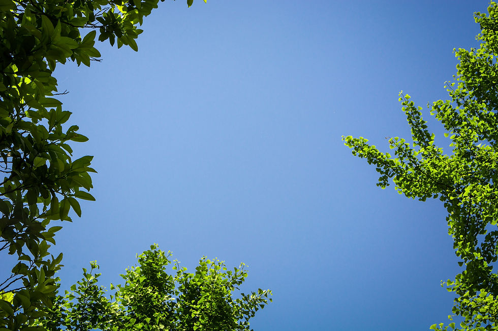 tree.jpg