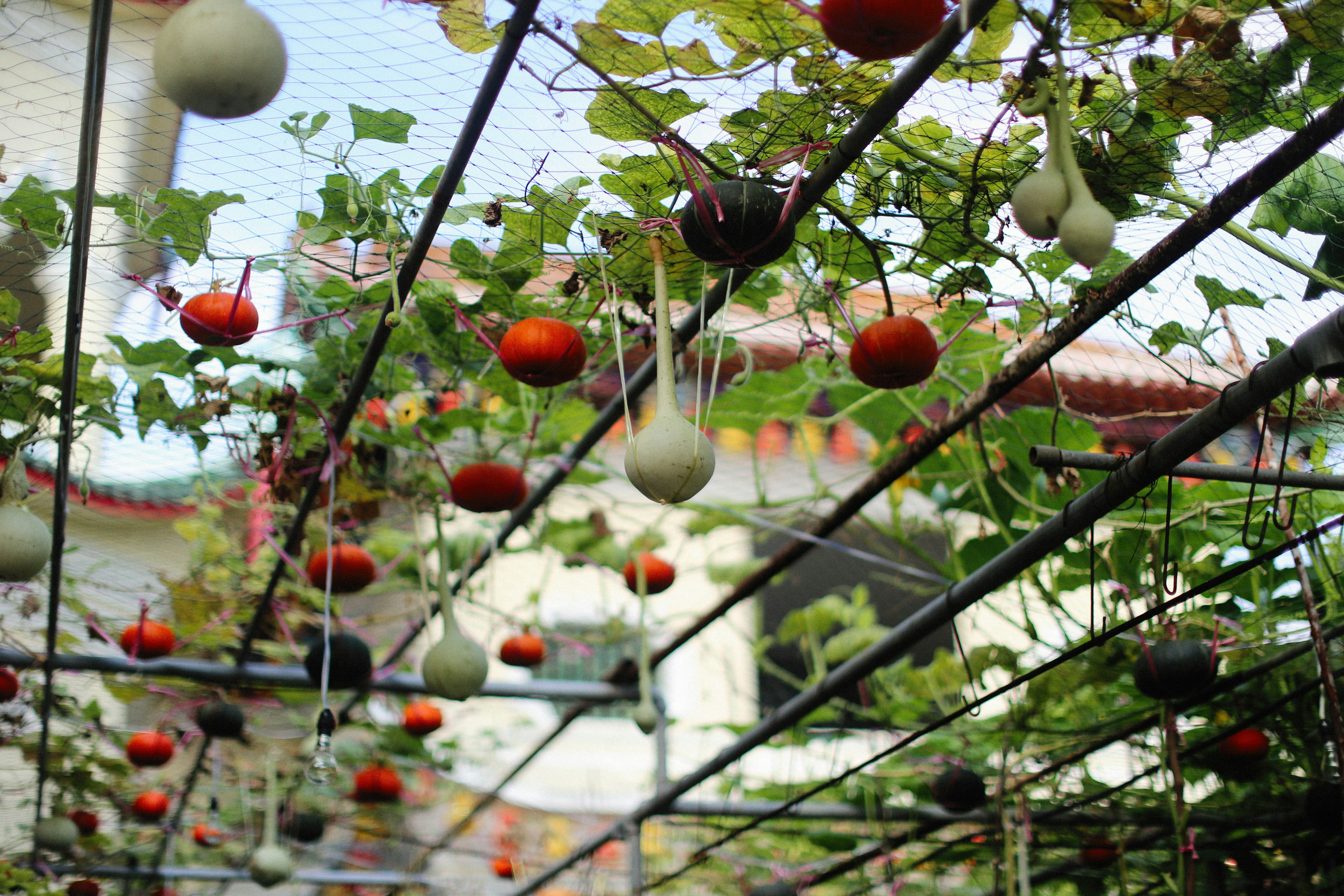 Urban edible garden space