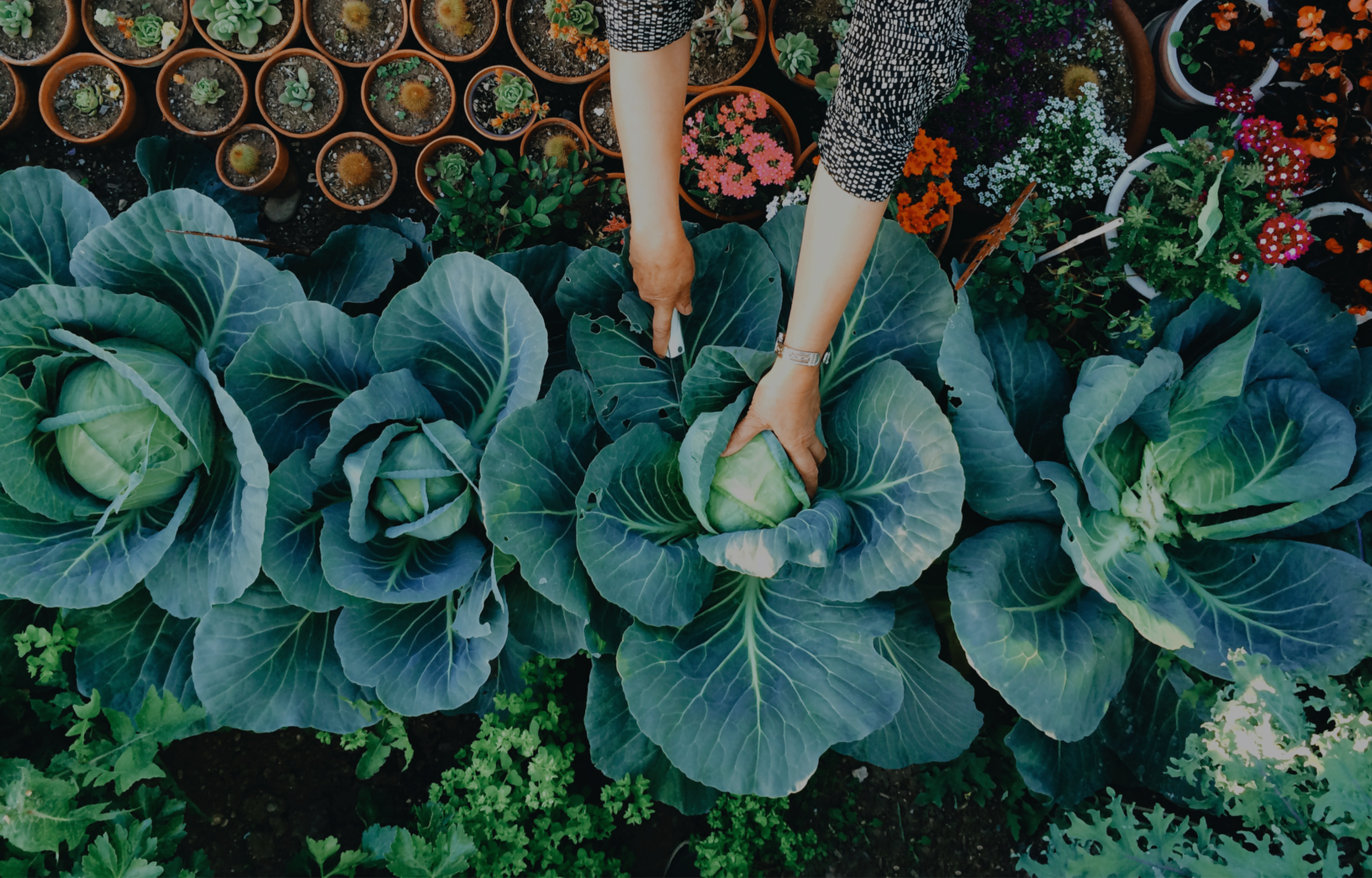 Harvesting green cabbages in an edible landscape