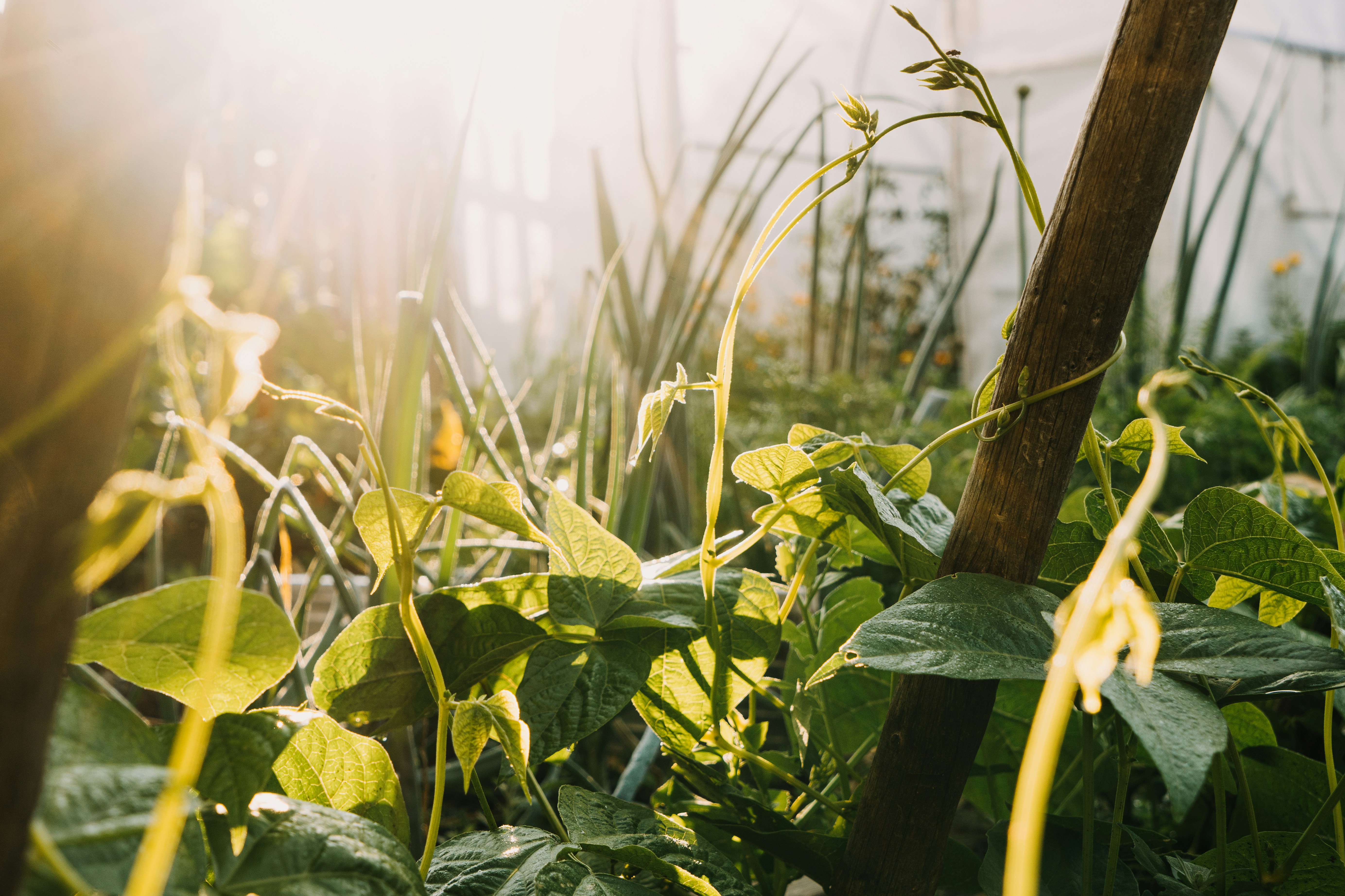 Permaculture consulting site visit