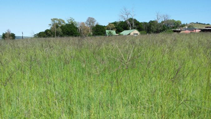 Thumbnail: Smutsfinger grass seeds