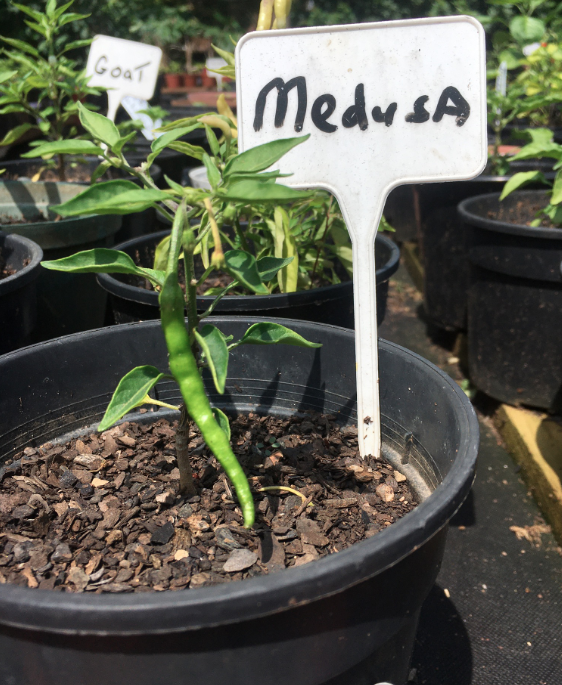 Thumbnail: Westville Chilli Farm