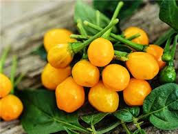 Thumbnail: Westville Chilli Farm