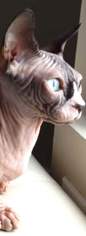Sassy Pants the sphynx