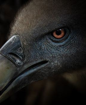 vulture close up edit.jpg