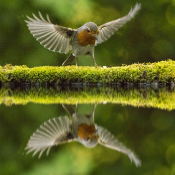 robien wings reflec.jpg