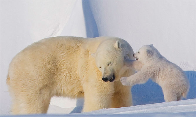 Polar Bear Partners.jpeg