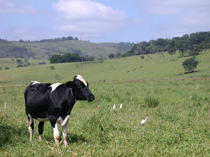 Pecuaristas abandonam pastos e florestas nativas crescem 83% no Vale do Paraíba em 30 anos
