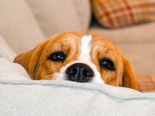 What is a Beagle?