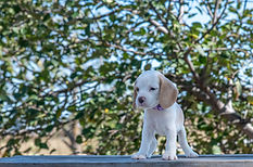 Corie X Oakley #5 Female Lemon (Purple Collar) - Callie_8121.jpg