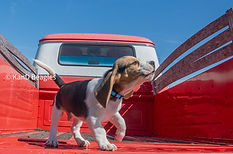 Ch. Snoopy and GCh. Oakley MT #1 (blue) - Sam.5.jpg