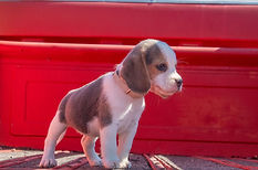 Bella X Major #5 Blue Female (Grey Collar) - Bubbles_5811_edited.jpg