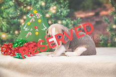 Karie X Ch_edited.jpg