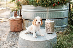 Ch. Cricket X G. Ch. Oakley- male lemon#4(black)- Casper-6.jpg