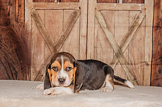 Chloe X Major #1 Male Tri (Green Collar)