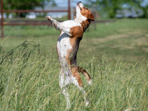 How to Train Beagles