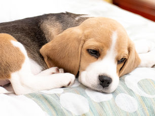 Raising Puppies