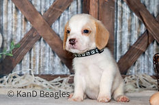 Dandy and GCh. Oakley #3 Lemon Boy (Black Collar) - Duncan_4396.jpg