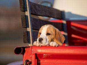 Puppy Clothes and Accessories