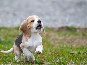 Puppy Health Care