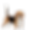 Tri Color Beagle - Nugget.png