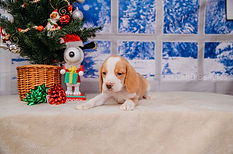 GCh Natasha X Ch. Target #7 Female Lemon (Purple Collar) - Nutmeg_8919-2-2.jpg