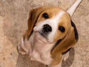 Tips That Will Help You Train Your Dog Properly