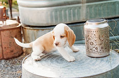 Ch. Cricket X G. Ch. Oakley- Female Lemon #8(orange)- Calliope-3.jpg