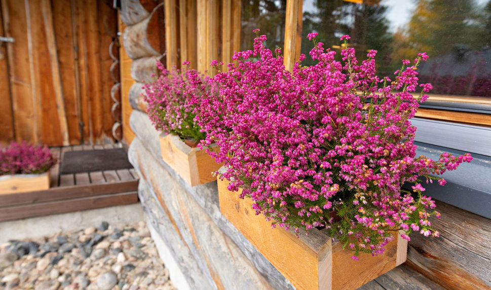 UnelmaKaukelo ulkotila