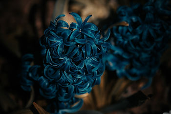 Detalhe de bouquet de imagem de flor azul Jacinto - Coleção Matizes e Formas. Foto: Vivi Godinho