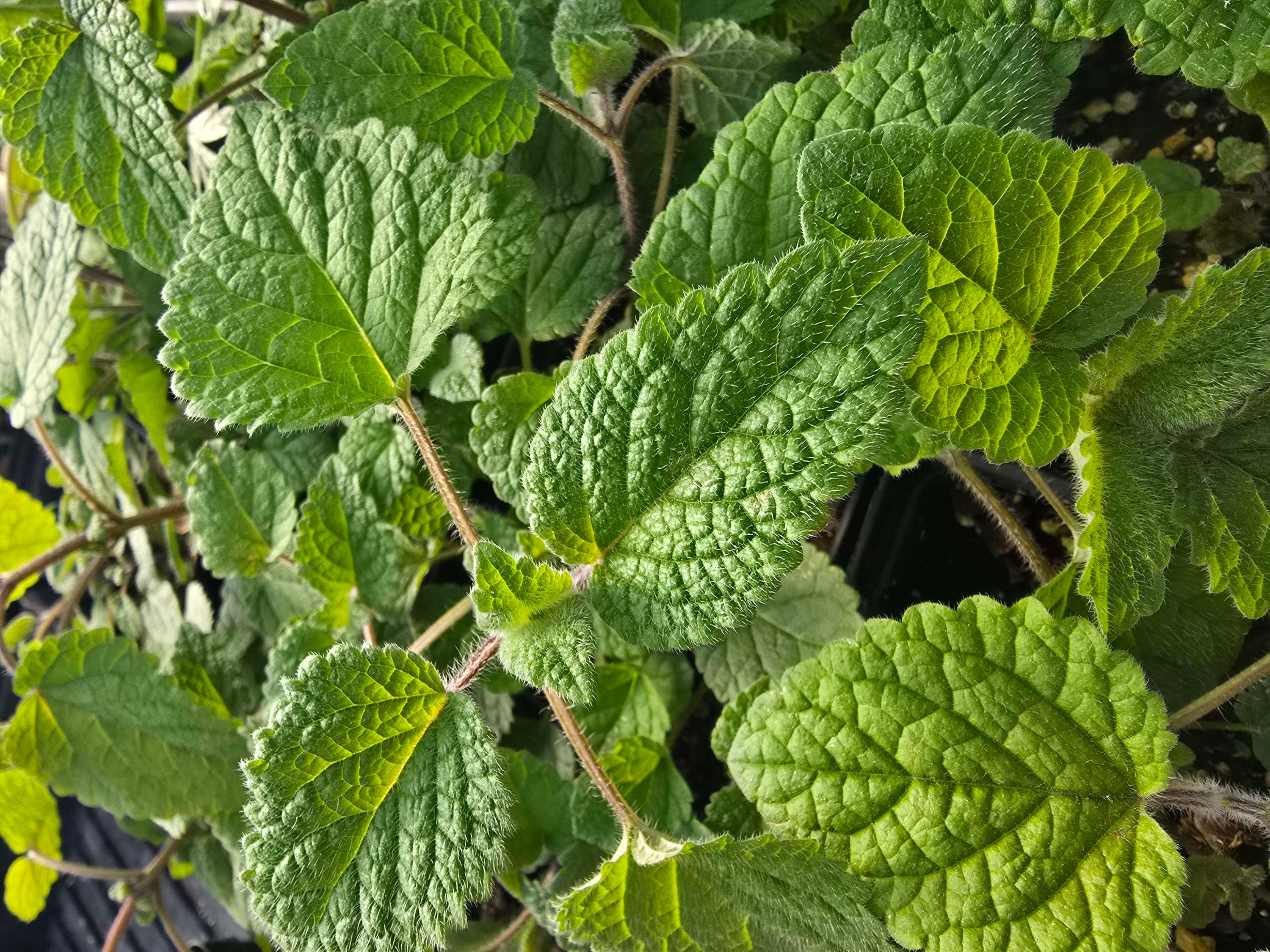 Lemon Balm "Mandarina"