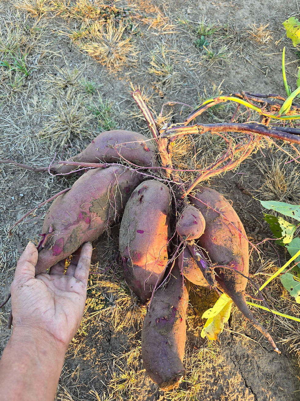 Thumbnail: Sweet Potato Slips "Purple Majesty"
