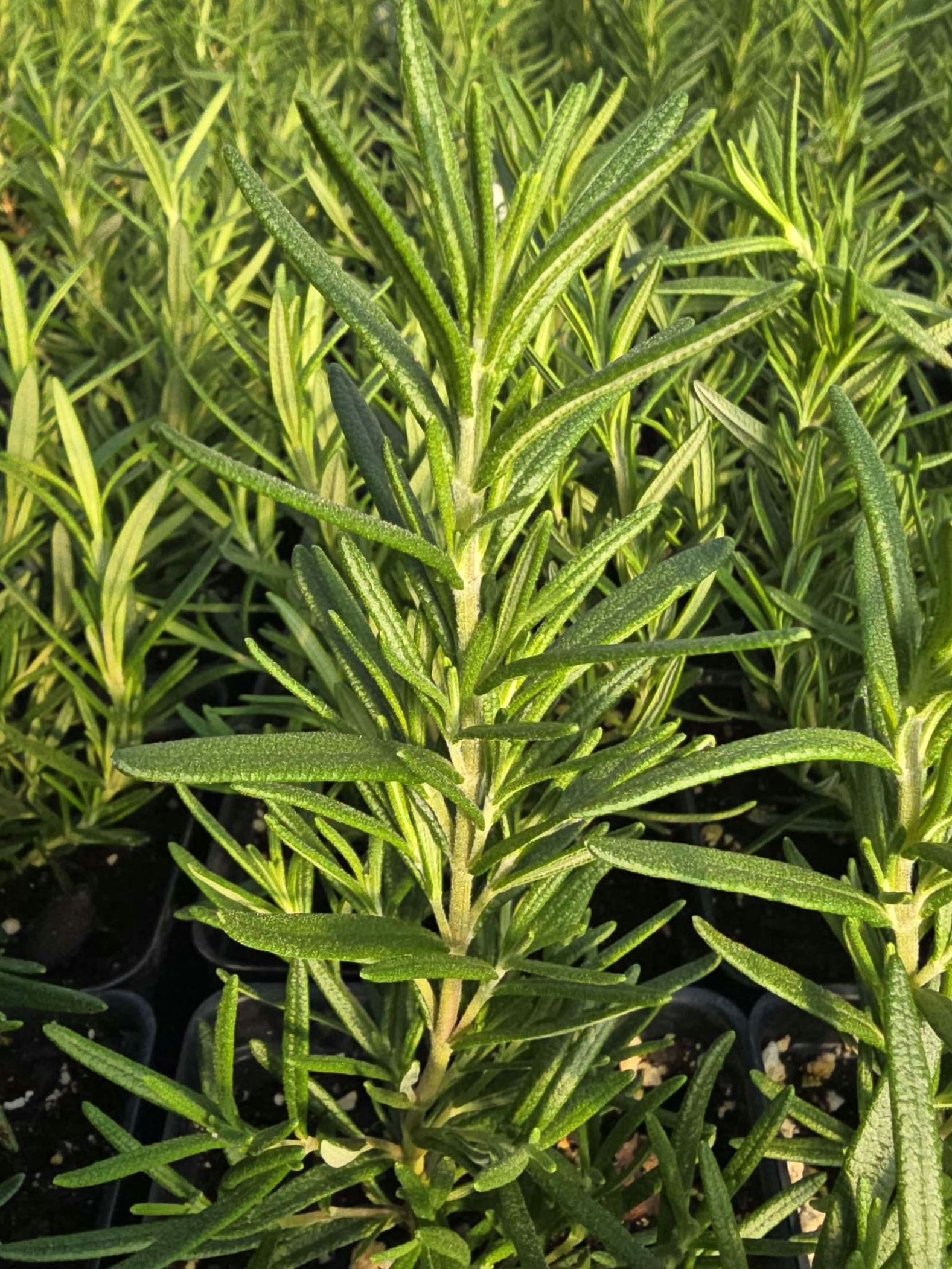 Rosemary"Gorizia"