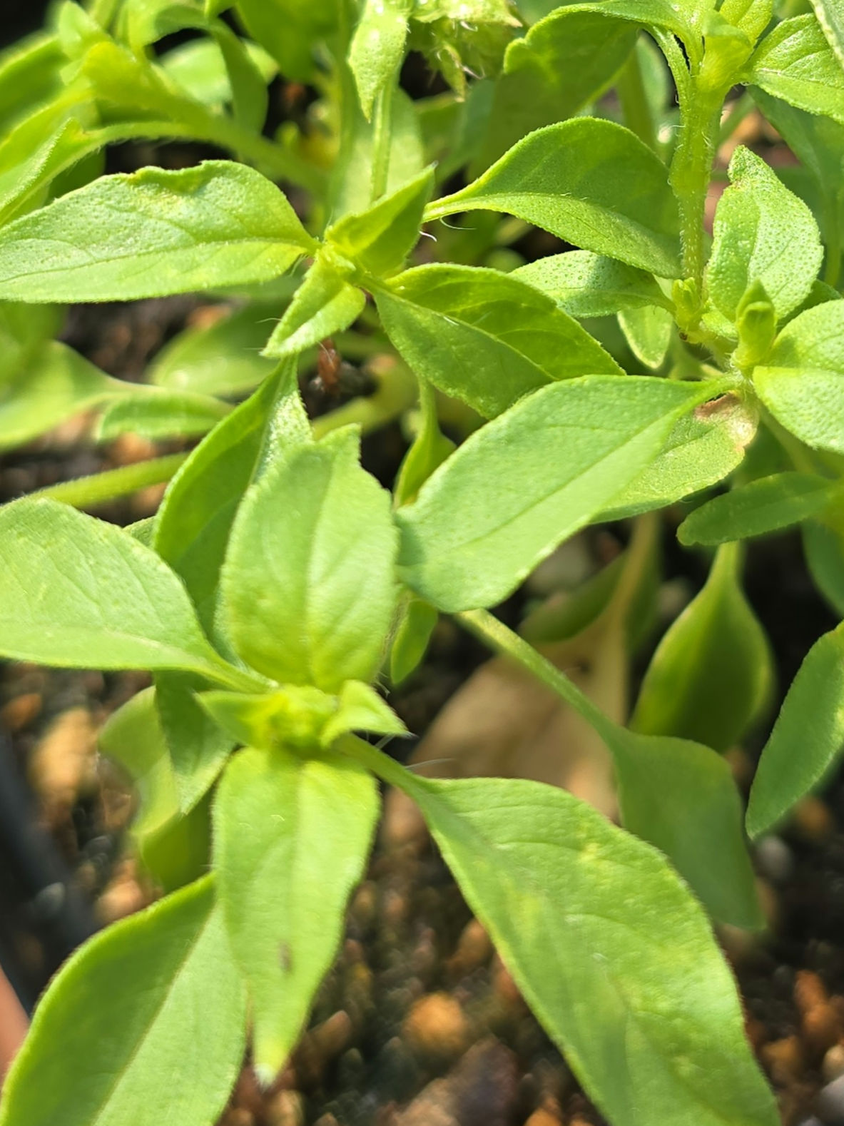 Basil "Lime"