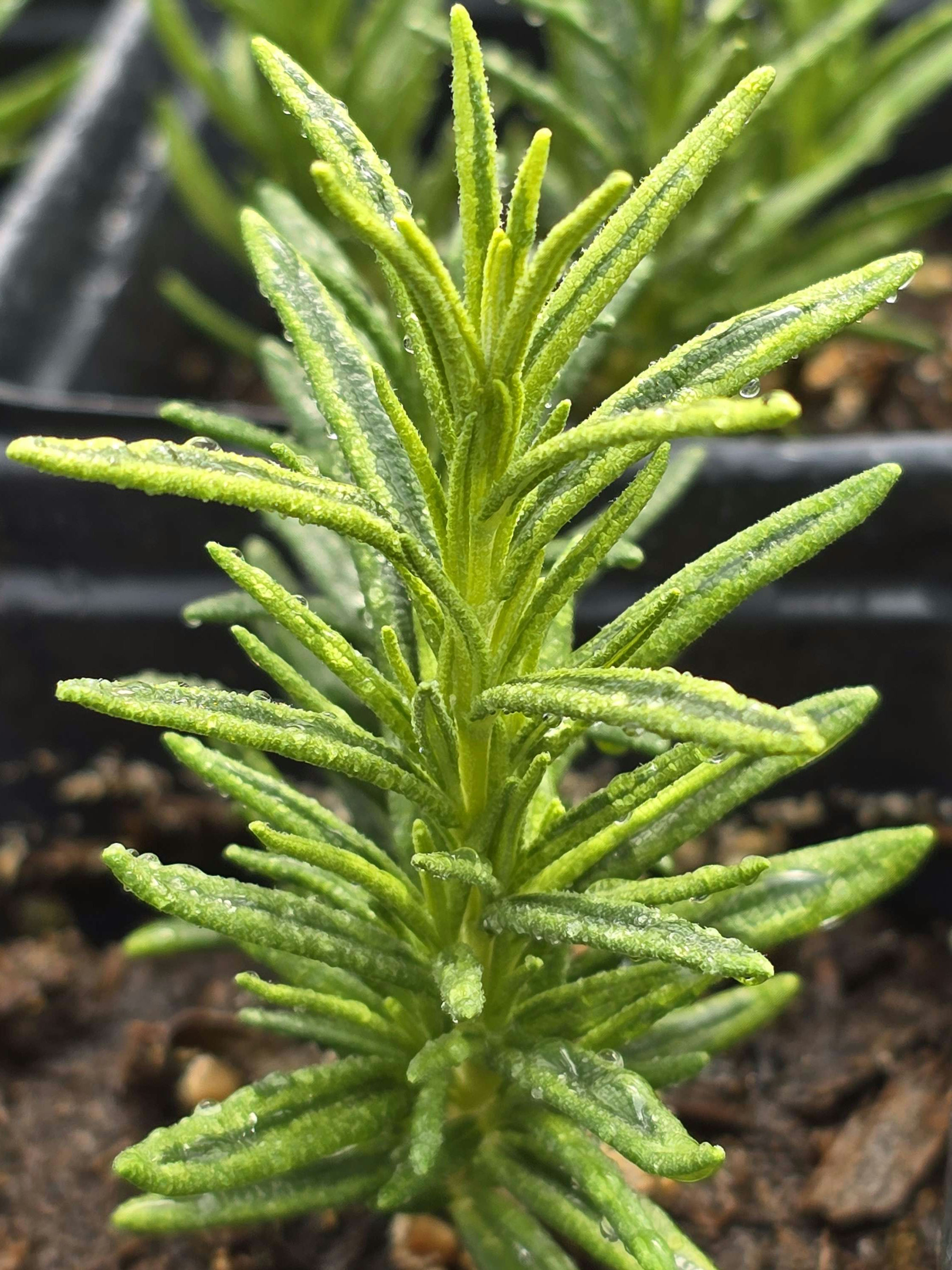 Rosemary "Gold Dust"