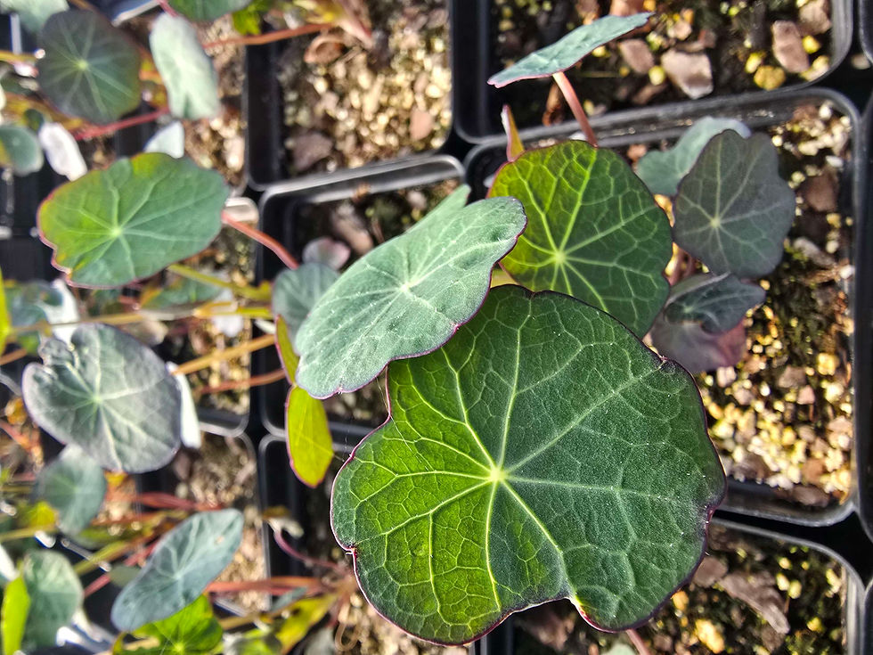 Thumbnail: Nasturtium "Empress Of India"