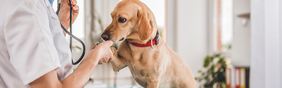 cachorro atendimento veterinário