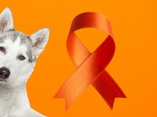 cachorro e gato dezembro laranja